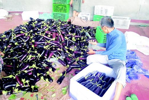 寿光市纪台镇王府村蔬菜收购点的雇工正在分装茄子.