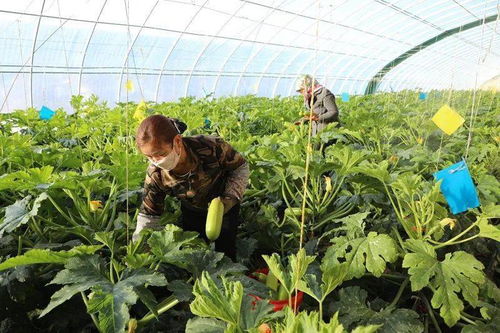 临泽县倪家营镇 设施农业 成为探索农民致富新路径
