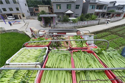 贵阳市某蔬菜种植大户到龙里县龙山镇上坝村收购蔬菜.