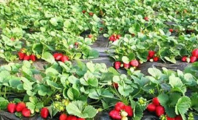 高山草莓基地为了跟上现代农业发展的步伐,掌握蔬菜市场最新动态